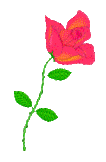 Rose graphic